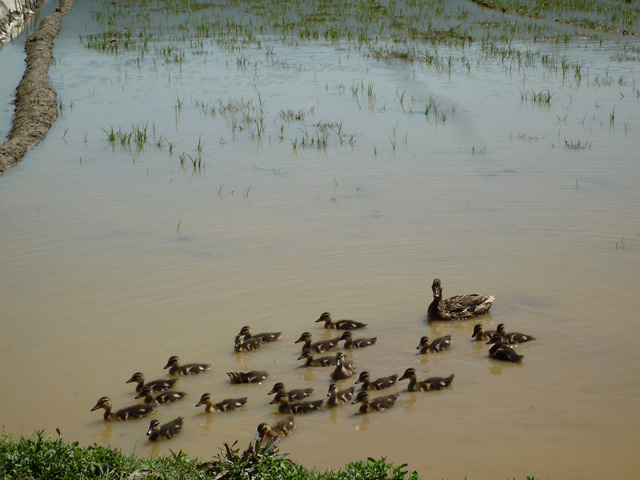 CASPIAN(カスピアン)