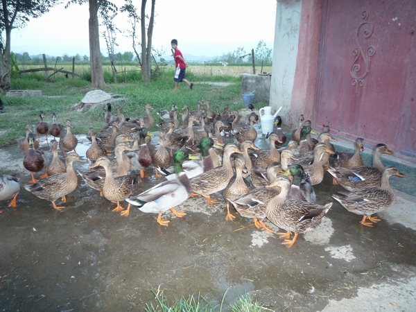 CASPIAN(カスピアン)